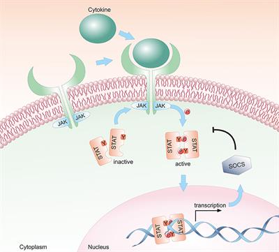 Frontiers | JAK/STAT Cytokine Signaling at the Crossroad of NK